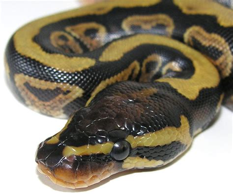 Image result for Royal Python Setup