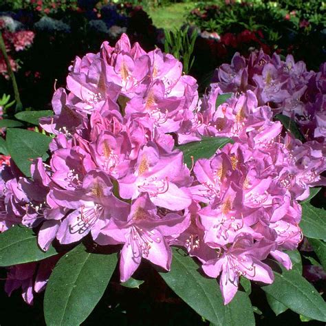 Rhododendron 'Roseum Elegans' - kaufen
