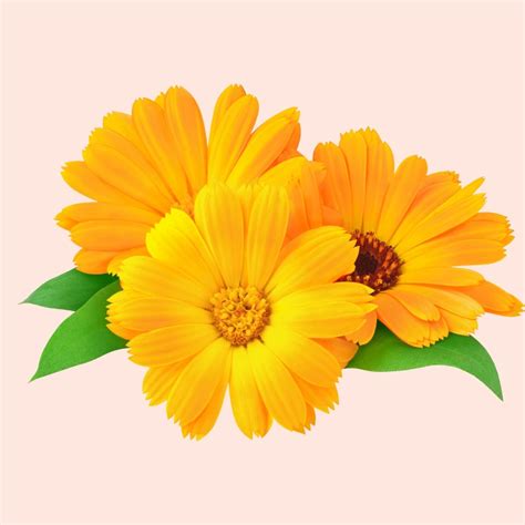 Buy Calendula Essential Oil Online – Bulk Supplier & Manufacturer ...