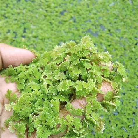 Gachwala Azolla Seeds - 250+ Floating Natural Aquatic/Water Caroliniana ...