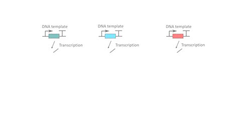 Dna Transcription And Translation Animation