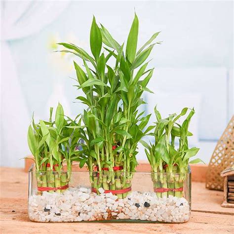 Buy Combo of 2 Layer and 3 Layer Lucky Bamboo Plants in a Glass Vase ...