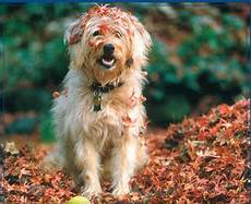 Fall Backgrounds Dogs by 47 Free Fall Wallpaper With Dogs On Wallpapersafari Fall Backgrounds Dogs