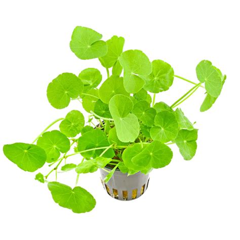 Brazilian Pennywort (hydrocotyle leucocephala) Aquarium Live Plant ...