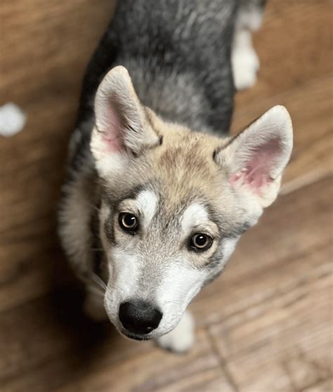 Balerion – Motley Zoo Animal Rescue