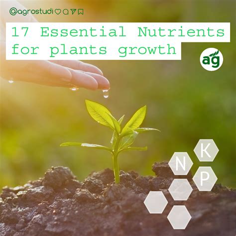 17 essential nutrients for plants growth and their functions by agrostudi