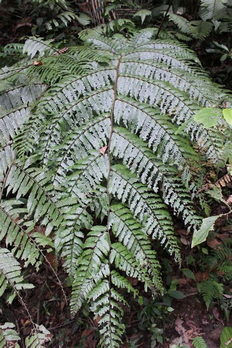 Cyathea fulva (M.Martens & Galeotti) Fée | Plants of the World Online ...