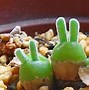 Image result for Little Bunny Plant