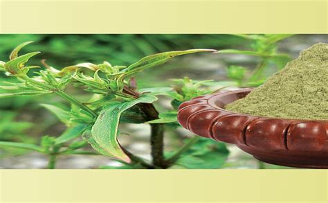 Buy IYUSH Herbal Ayurveda Chirayata/Chirata/Kirayata/Kalmegh Powder ...