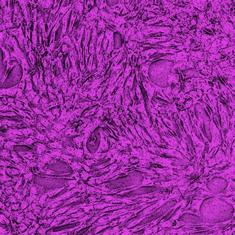 Cell Injection 的图像结果