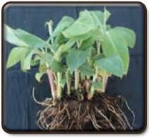 Banana Expert System