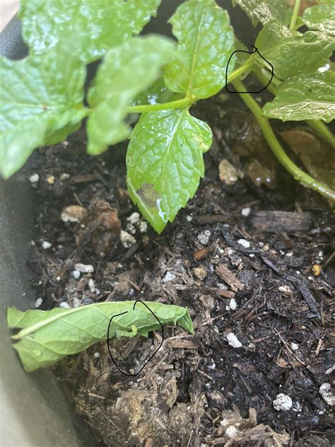 What Insects Eat Mint And How To Stop Them