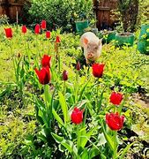 Image result for Cute Pigs Kissing