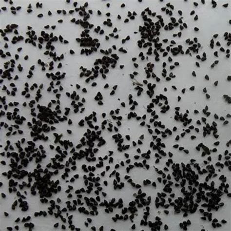 Aro Dragon Fruit, Pitaya Seed Price in India - Buy Aro Dragon Fruit ...