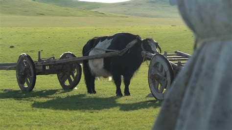 Traditional Tumbrel and Black Yak Steer in Rural Meadow 26230360 Stock ...
