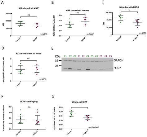 Involvement of Mitochondrial Dysfunction in FOXG1 Syndrome