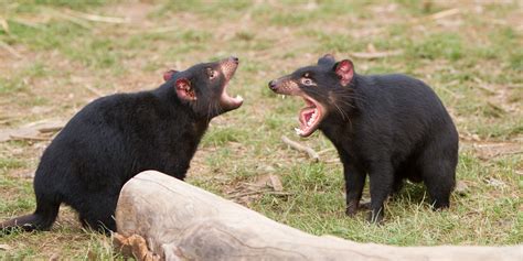 Tasmanian Devil Facts