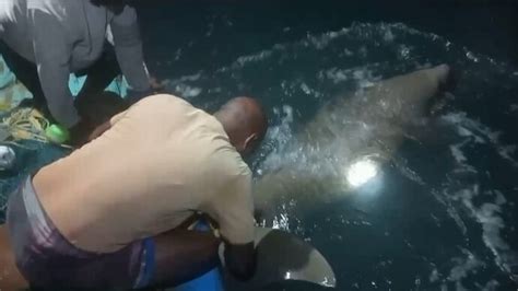Watch: Marine mammal trapped in net released into sea by fishermen in ...