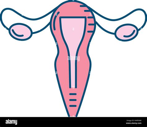 Fallopian Tube High Resolution Stock Photography and Images - Alamy