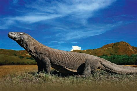 History Of Komodo