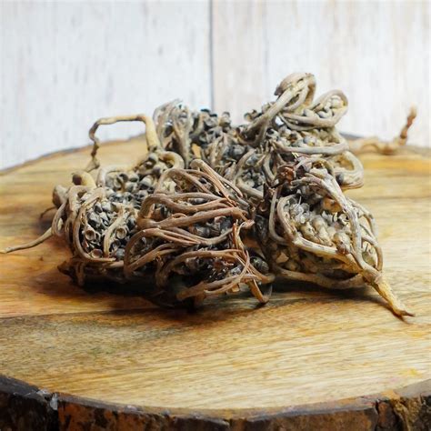 Pack Of 3 - Rose Of Jericho Herbs by Witch Way Out – Witch Way Out IN