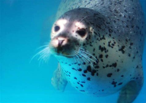 Seal Interesting Facts - AnimalBehaviorCorner