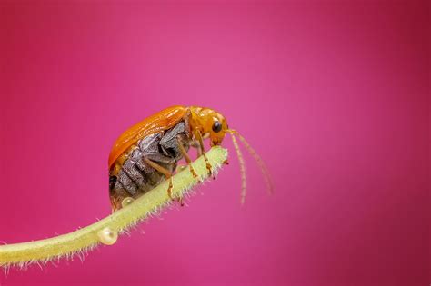 Free Images : nature, flower, petal, animal, red, insect, bug, yellow ...