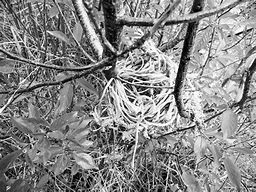 Image result for Wild Baby Bunnies Leave Nest