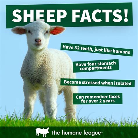 Sheep facts! | Fun facts about animals, Animal facts for kids, Facts ...