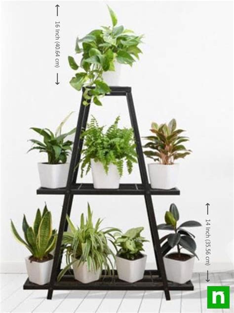 Buy Graceful houseplants for indirect light on unique triangle shape ...