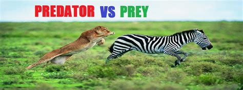 Image result for Prey vs.Predator