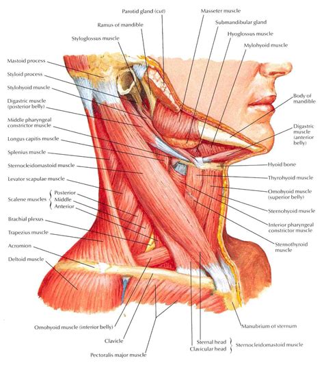 Muscles of neck. Lateral view | Neck muscle anatomy, Muscle anatomy, Anatomy reference