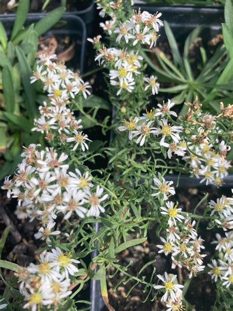 Snow Flurry' Aster - Organically Grown Native Plants for Sale - The ...