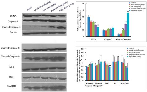 Maternal Exposure to PM2.5 during Pregnancy Induces Impaired ...