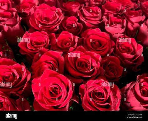 Beautiful bouquet big red hi-res stock photography and images - Alamy