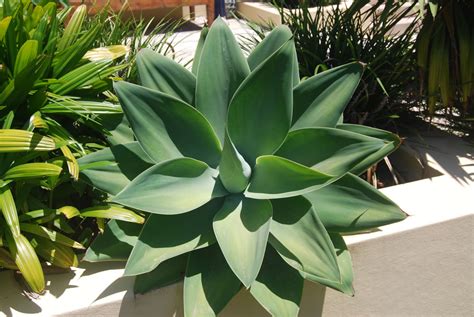 Agave attenuata