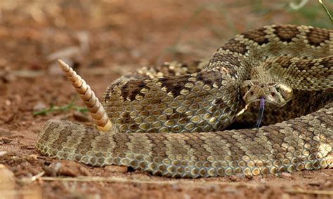 Mojave Rattlesnake Animal Facts - Crotalus scutulatus - A-Z Animals