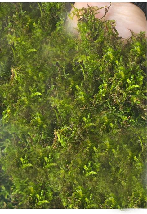 Moss,100% Natural Fresh Sphagnum Moss(50 Grams to 10kg) Natural UK Moss (500Grams / 1.102 LB ...