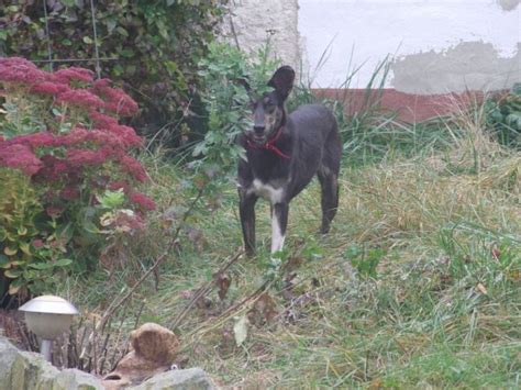 Mischlinge Kleinanzeigen | Mischlinge Annoncen | Mischlinge Inserate ...