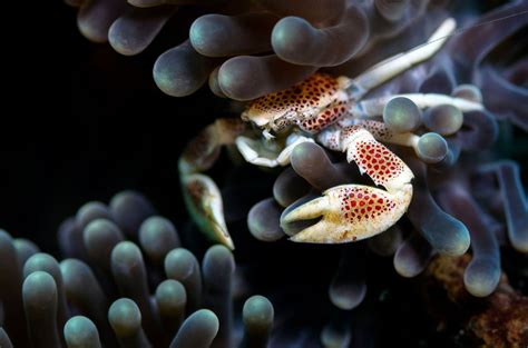 Is a Crab an Arachnid? Clarifying the Taxonomy and Classification of Crabs