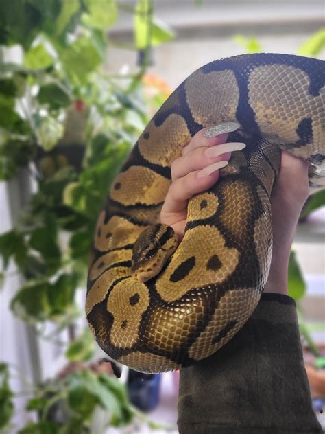 6 Foot Ball Python 的图像结果