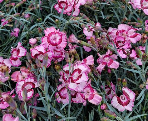 Dianthus x 'Raspberry Swirl' | Urban Tree Farm Nursery