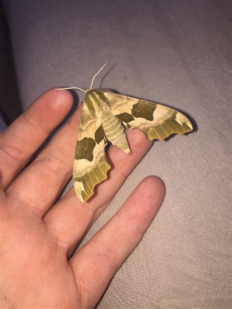 This cool moth i found tday looks like army pattern. Camo : r/mildlyinteresting