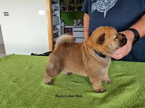 Chow Chow Poodle Mix