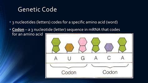 Codon 的图像结果