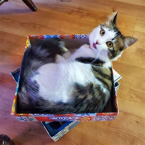 Helps! I has been told I has to leave da box I has sat in. Can a pawyer ...