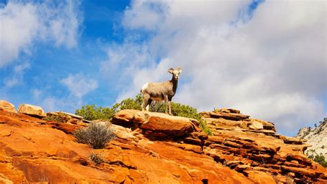 The Traveler's Guide to Zion National Park Wildlife - Mortons on the Move