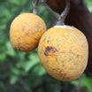Madd Fruit Plant (Saba Senegalensis) – veliyathgardens