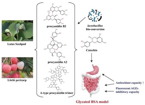 Phenolic Profile and Bioactivity Changes of Lotus Seedpod and Litchi ...