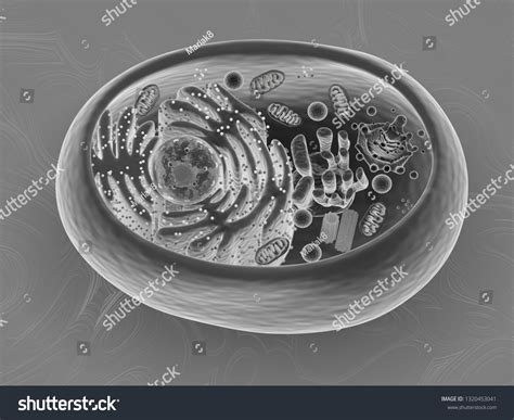 Animal Cell Electron Microscope
